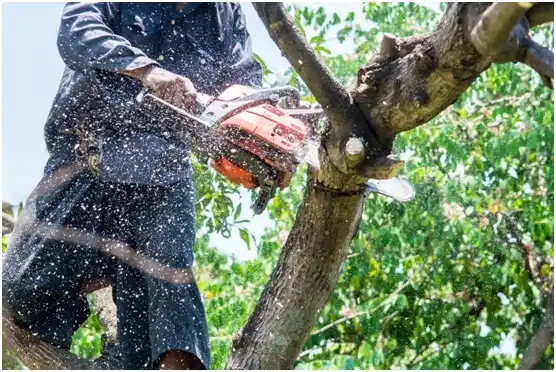 tree services Jefferson Hills